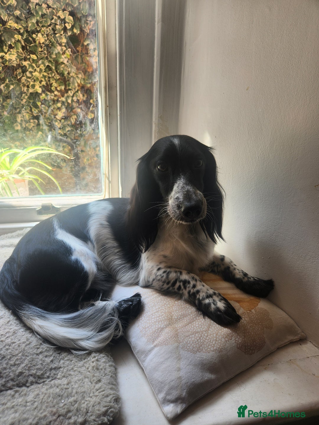 Dachshund dogs for sale: Unique long-haired dachshund puppies - Image 15