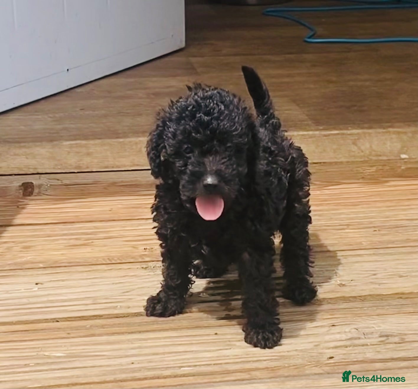 Yorkiepoo dogs Adorable yorkiepoos(only 1 little boy left) - Advert 2