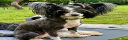 Chinese Crested dogs for adoption: TORA – Chinese Crested Dog - Advert 1