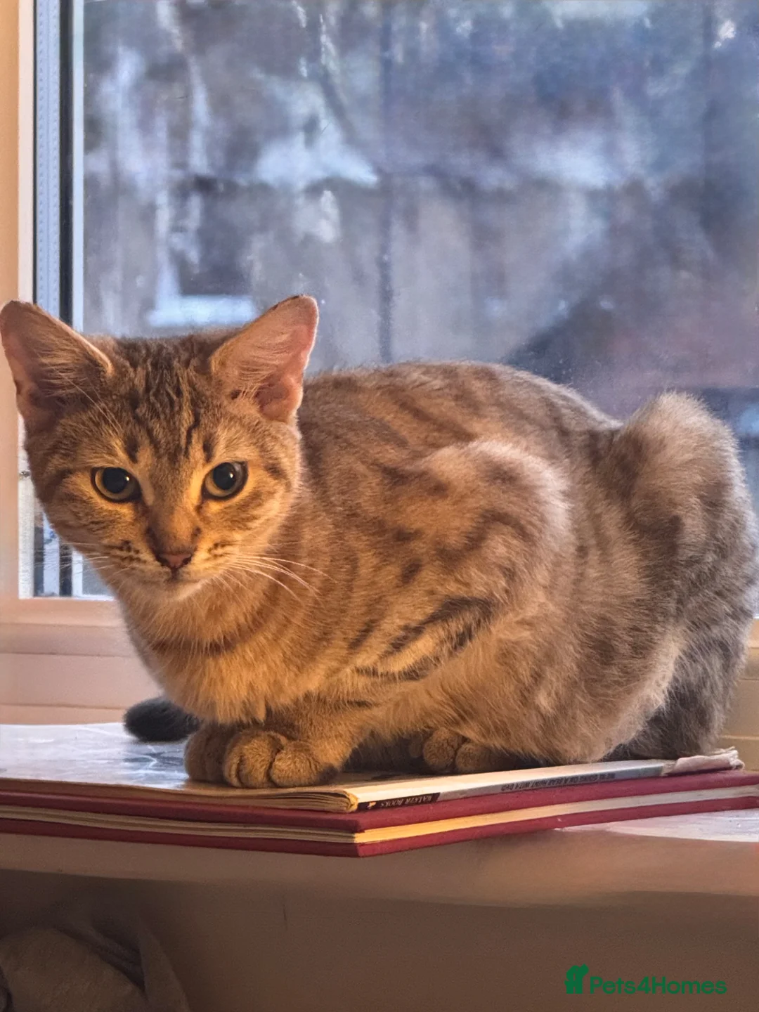 Mixed Breed cats for sale: Lovely Wotsit - Advert 1