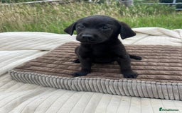 Labrador Retriever dogs for adoption: Woody * Labrador Retriever * 240721 - Image 1