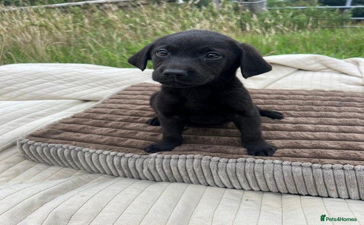 Labrador Retriever dogs - Advert 1