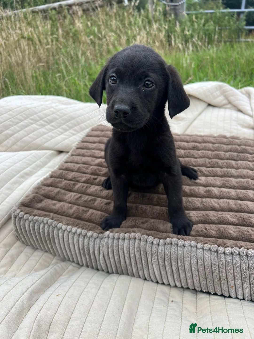 Labrador Retriever dogs for adoption: Woody * Labrador Retriever * 240721 - Image 1