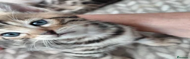 Bengal 2