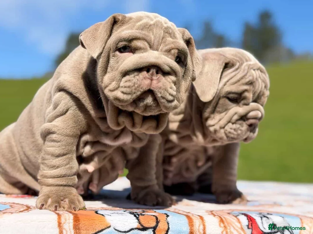 English Bulldog dogs for sale: 🔥 Bailey X Mr Muscle 2.0 🔥  - Advert 2