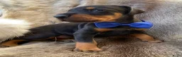 Dobermann dogs for sale: *KC REGISTERED* HEALTH TESTED DOBERMAN PUPPIES* - Advert 19