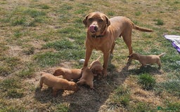 Labrador Retriever dogs for sale: Red Fox Labrador Puppies–Ready from 26th September - Image 2