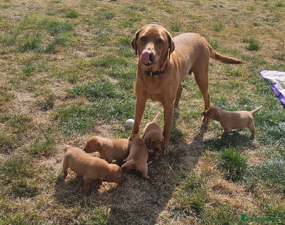 Labrador Retriever dogs for sale: Red Fox Labrador Puppies–Ready from 26th September - Image 2