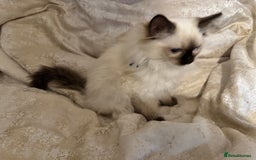 Ragdoll cats for sale: Full Ragdoll kittens  - Image 18