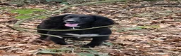 Sprocker dogs for sale: F1 Sprocker Spaniel Puppies  - Advert 1