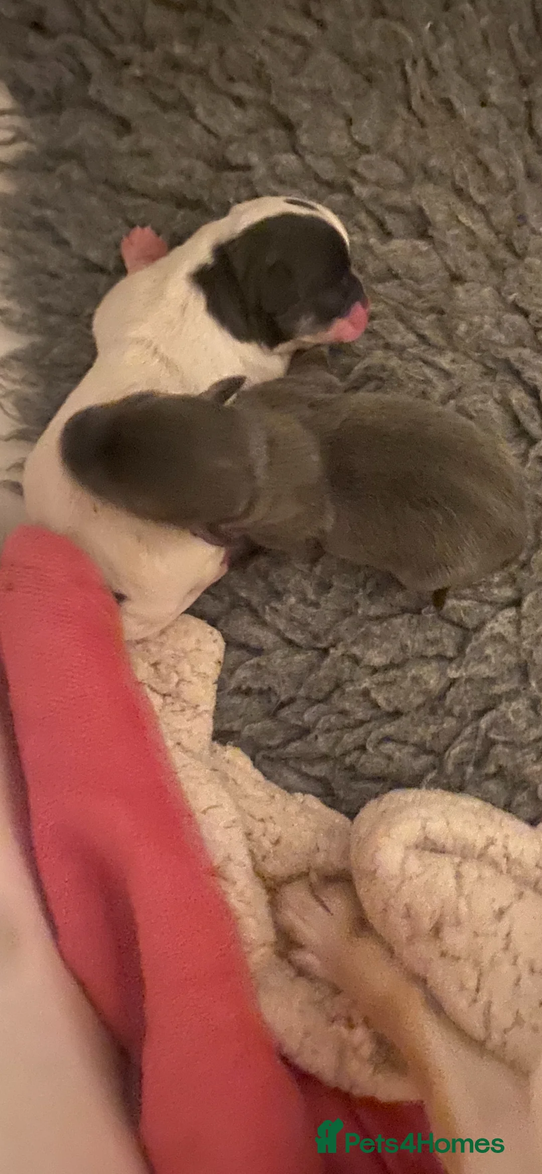 Chihuahua dogs for sale: Two chihuahua girls - Advert 2