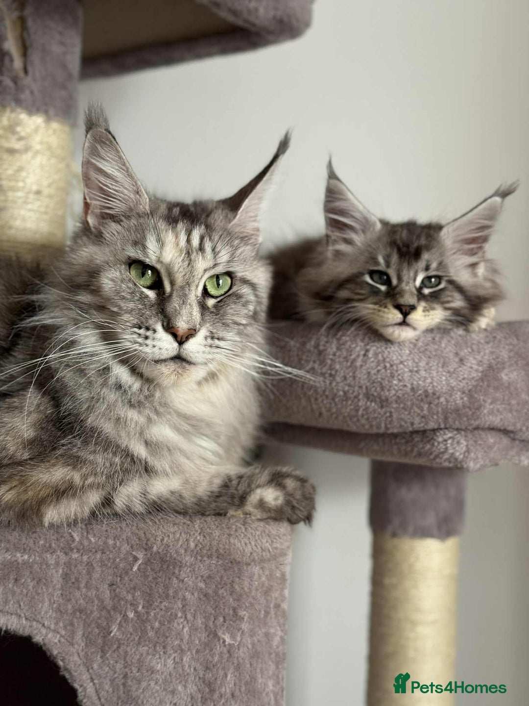 Maine Coon cats for sale: Maine Coon Silver Boy - Image 5