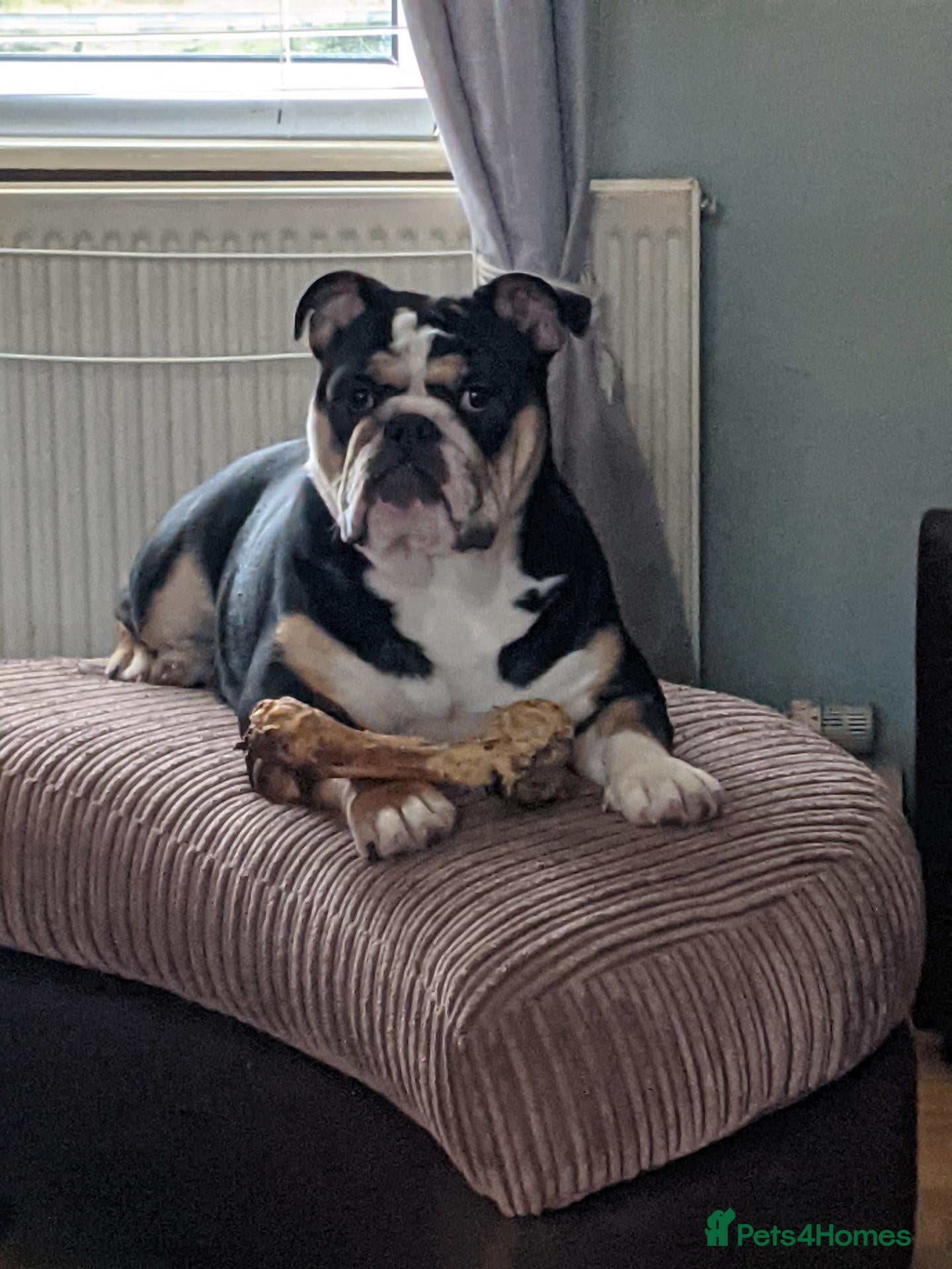 English Bulldog dogs for sale: chunky English Bulldog Puppers - Advert 3