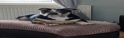 English Bulldog dogs for sale: chunky English Bulldog Puppers in Manchester - Advert 1