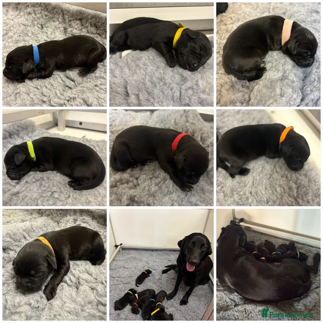 Labrador Retriever dogs for sale: Kc registered litter for sale  - Advert 2