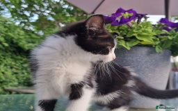 British Shorthair cats for sale: 5 kittens for sale( 4 female ,1 male - Image 13