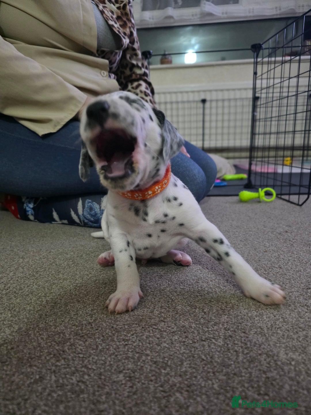 Dalmatian dogs for sale: 100% DALMATIAN LITTER - Image 37