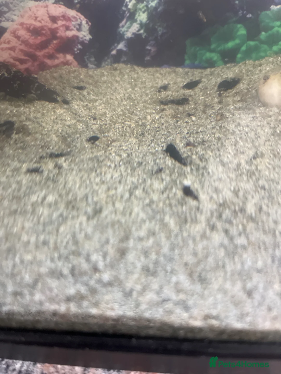 Snails invertebrates for sale: Rabbit snails - Advert 1