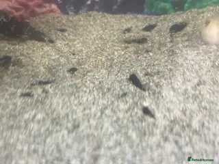 Snails invertebrates Rabbit snails - Advert 7