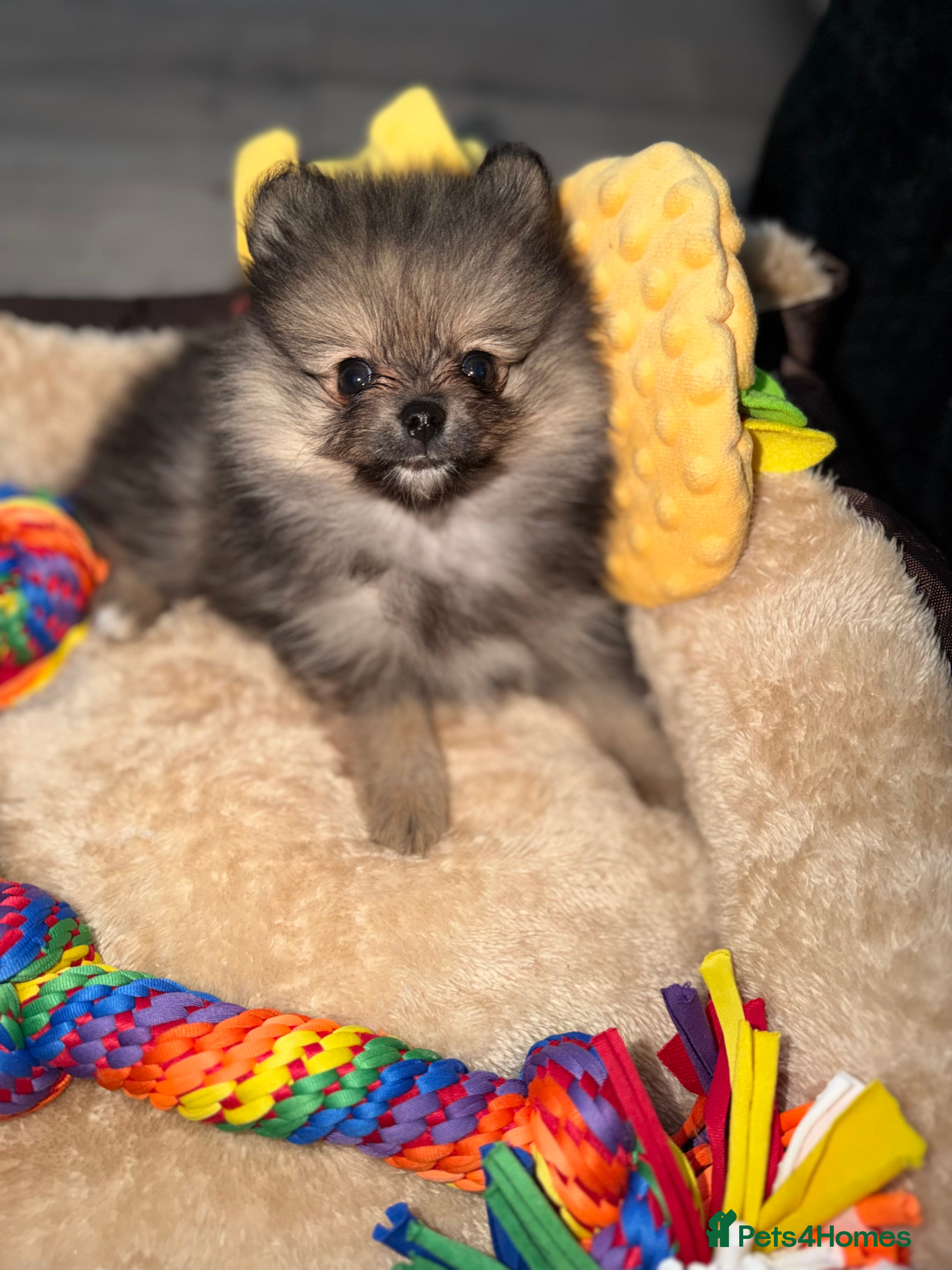 Pomeranian dogs Small Pomeranian Puppy for sale - 10 weeks in Runcorn - Advert 2