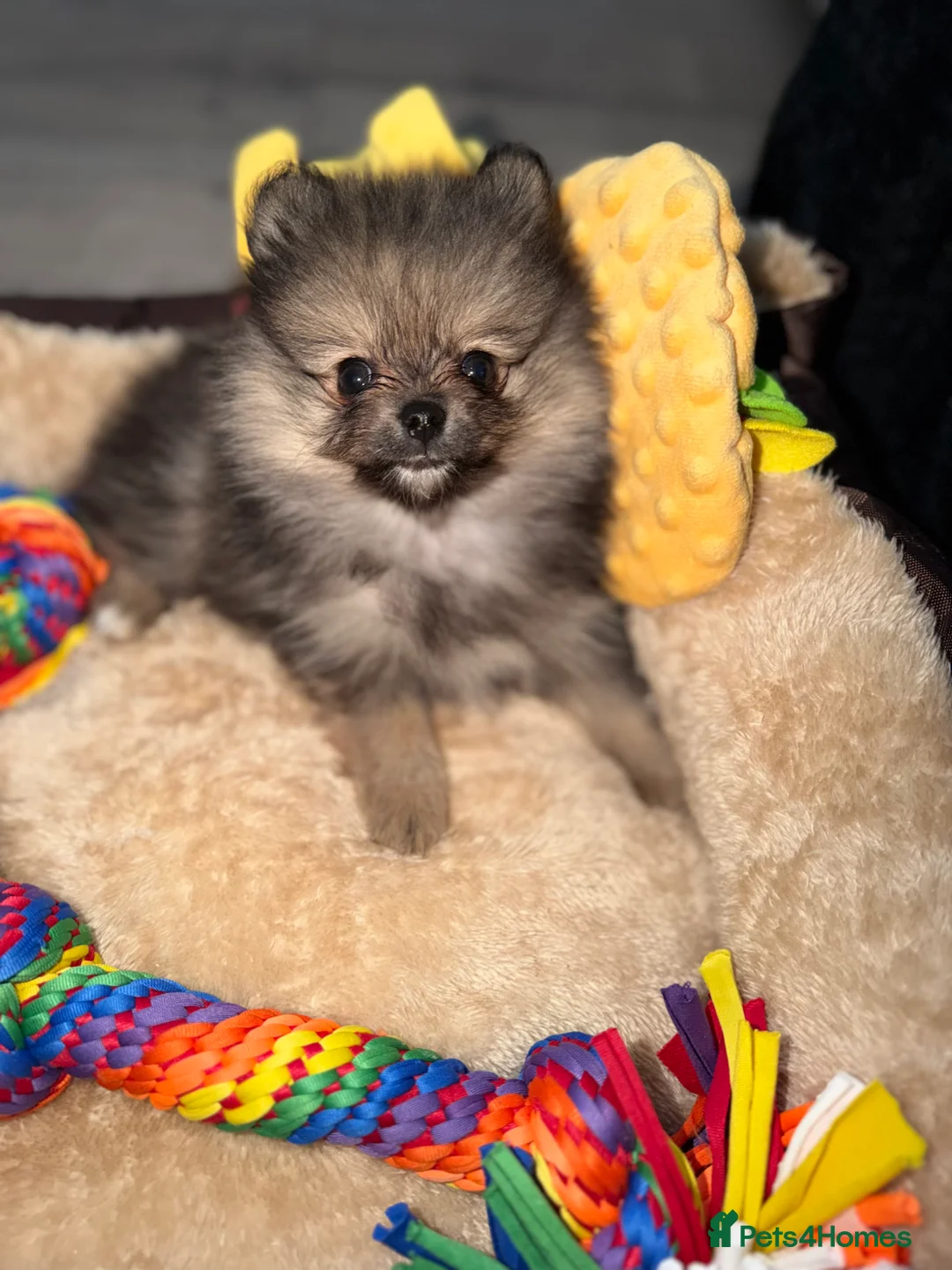 Pomeranian dogs for sale: Small Pomeranian Puppy for sale - 10 weeks in Runcorn - Advert 1