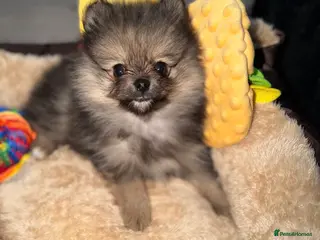 Pomeranian dogs Small Pomeranian Puppy for sale - 10 weeks in Runcorn - Advert 2