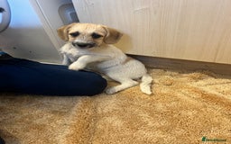 Jackapoo dogs for sale: Poodle x ready now  - Image 4