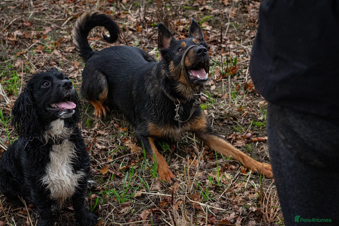 Mixed Breed dogs for sale: Jax (read description) - Advert 2