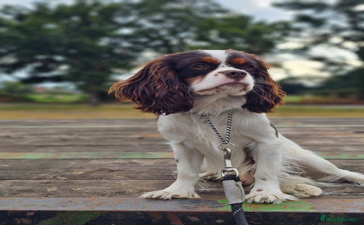 Cavalier King Charles Spaniel dogs - Advert 6