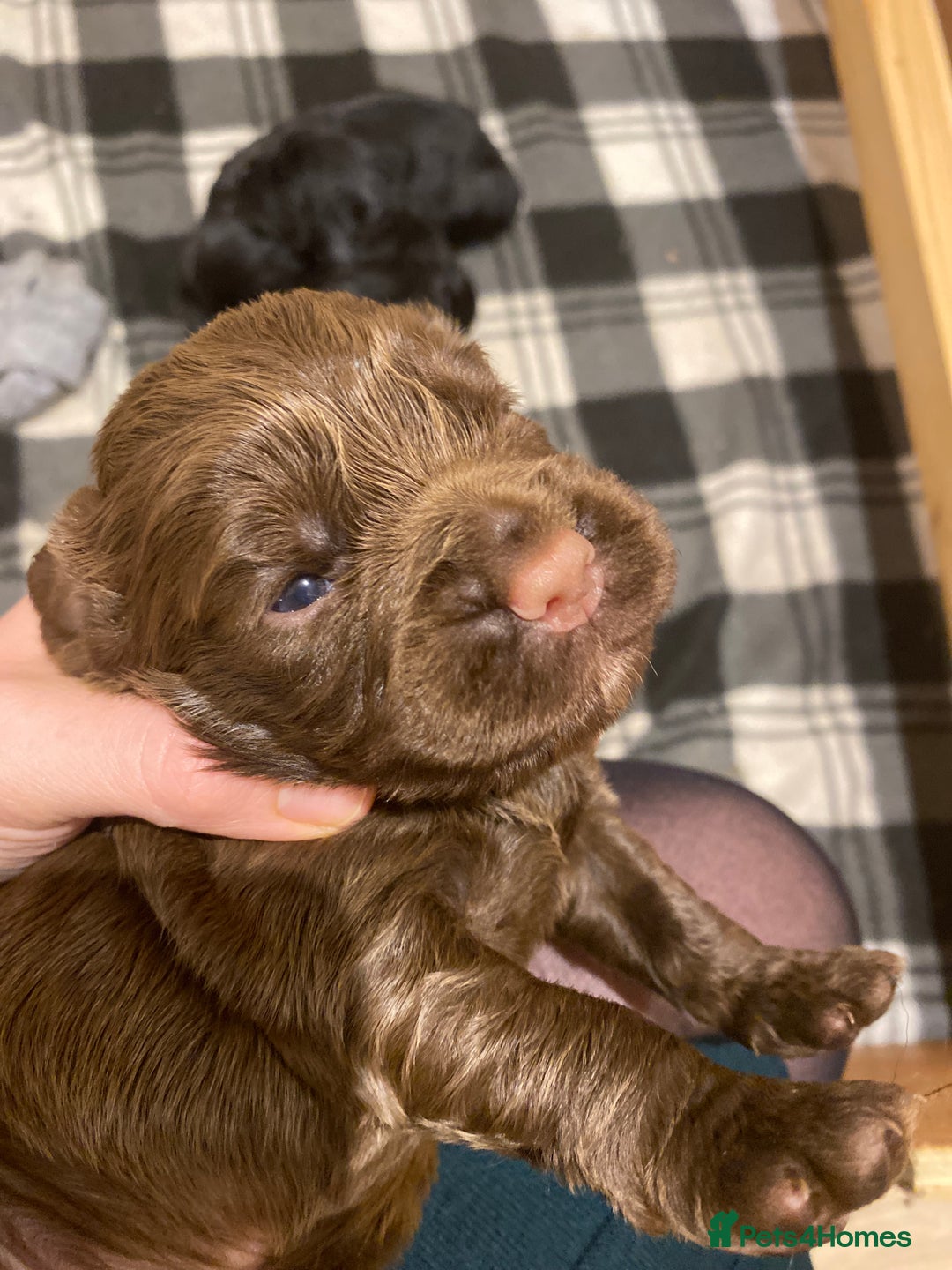 Cocker Spaniel dogs for sale: Beautiful cocker spaniel puppies  - Advert 4