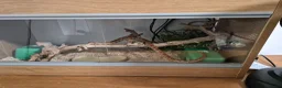 Corn Snake reptiles for sale: Corn snake and tank  in Sheffield - Advert 1