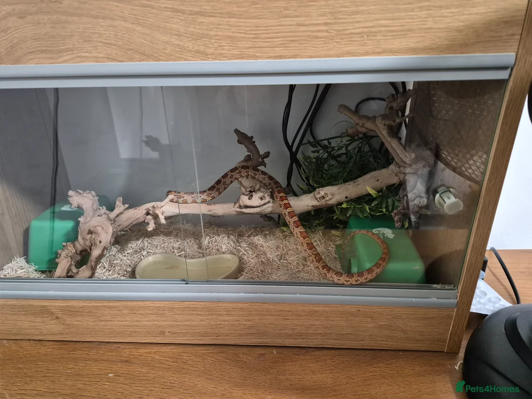 Corn Snake reptiles for sale: Corn snake and tank  in Sheffield - Advert 1