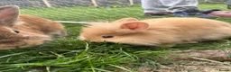 Lionhead rabbits for sale: Lionhead rabbits with starter pack in Ripley - Advert 13