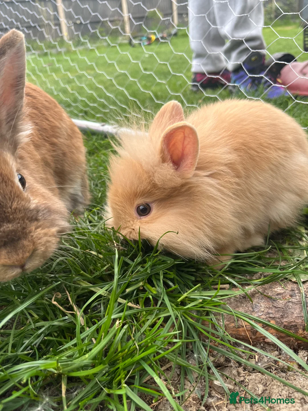Lionhead rabbits for sale: Lionhead rabbits with starter pack in Ripley - Advert 13