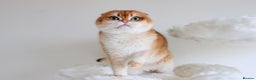 Scottish Fold cats for sale: Beautiful Golden Chinchilla Girl  - Advert 2