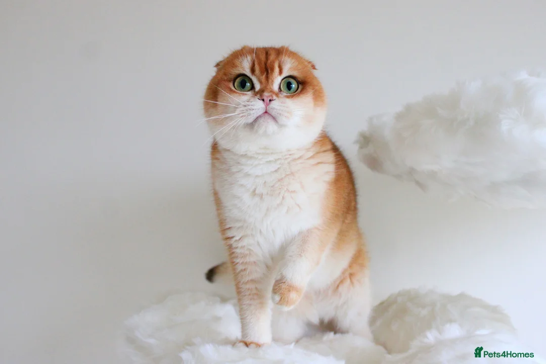 Scottish Fold cats for sale: Beautiful Golden Chinchilla Girl  - Advert 1