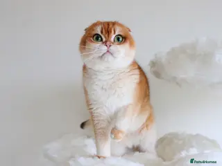 Scottish Fold cats Beautiful Golden Chinchilla Girl - Advert 9