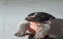 German Wirehaired Pointer dogs for sale: German Wirehaired Puppies 3Dogs READY NOW  in Consett - Image 32