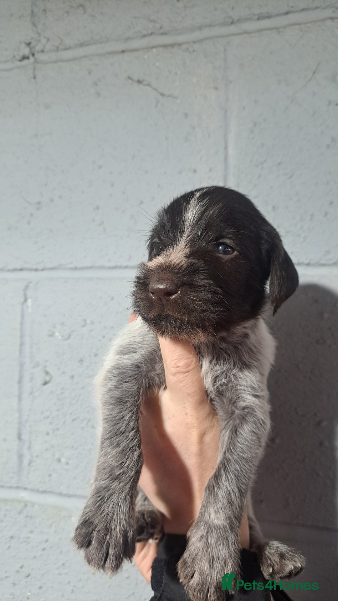 German Wirehaired Pointer dogs for sale: German Wirehaired Puppies 3Dogs READY NOW  in Consett - Image 32