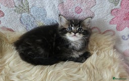 Maine Coon cats for sale: Stunning GCCF Maine Coon babies - Image 10