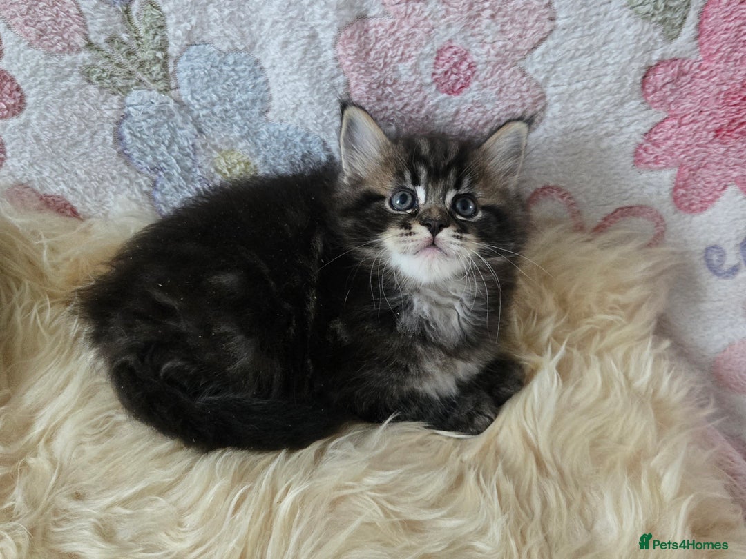 Maine Coon cats for sale: Stunning GCCF Maine Coon babies - Image 10