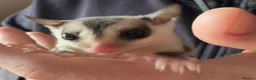 Sugar Glider rodents for sale: Two white face males available  - Advert 2