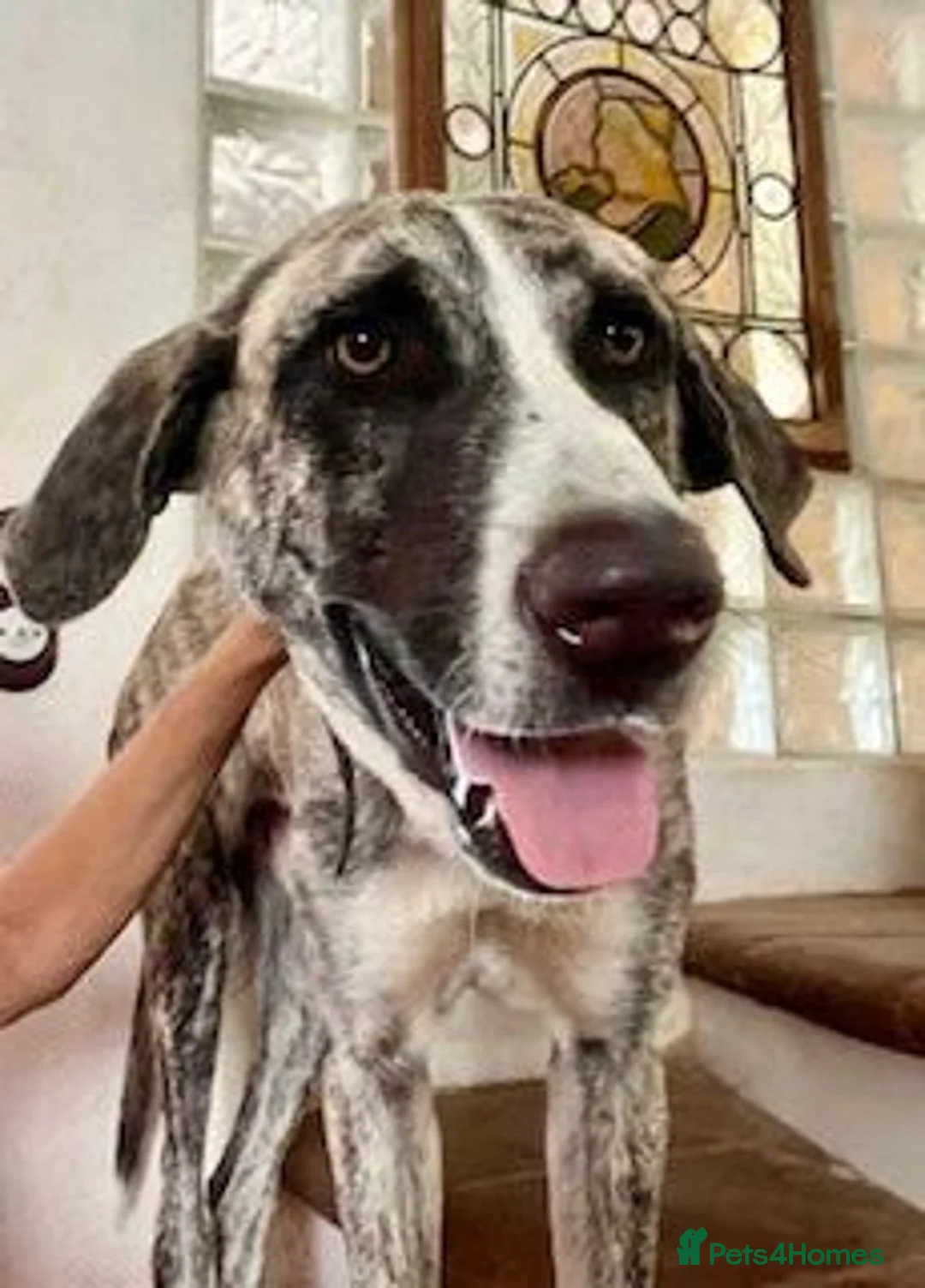 Mixed Breed dogs for adoption: Meet Rupert 😍  - Advert 2