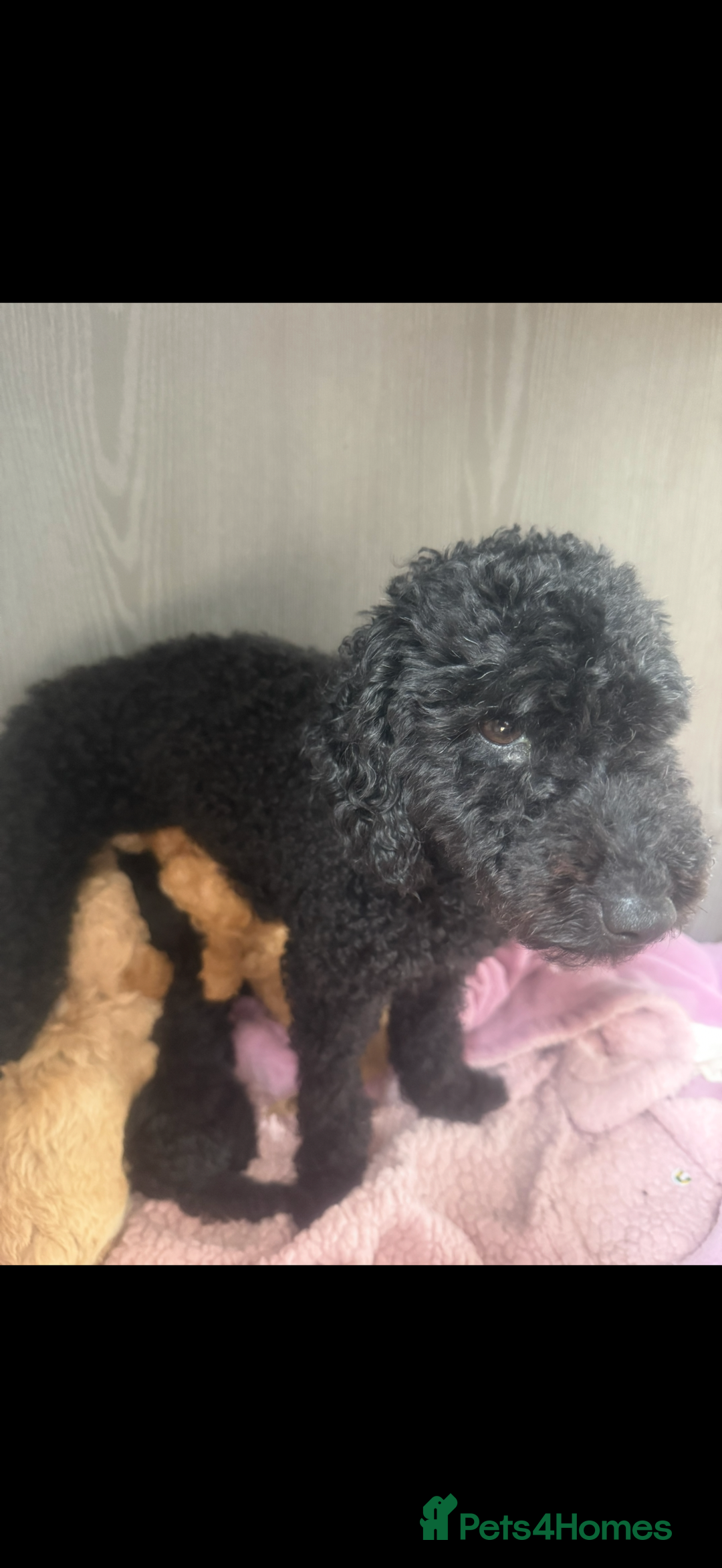 Toy Poodle dogs for sale: Beautiful toy poodle puppies - Image 12