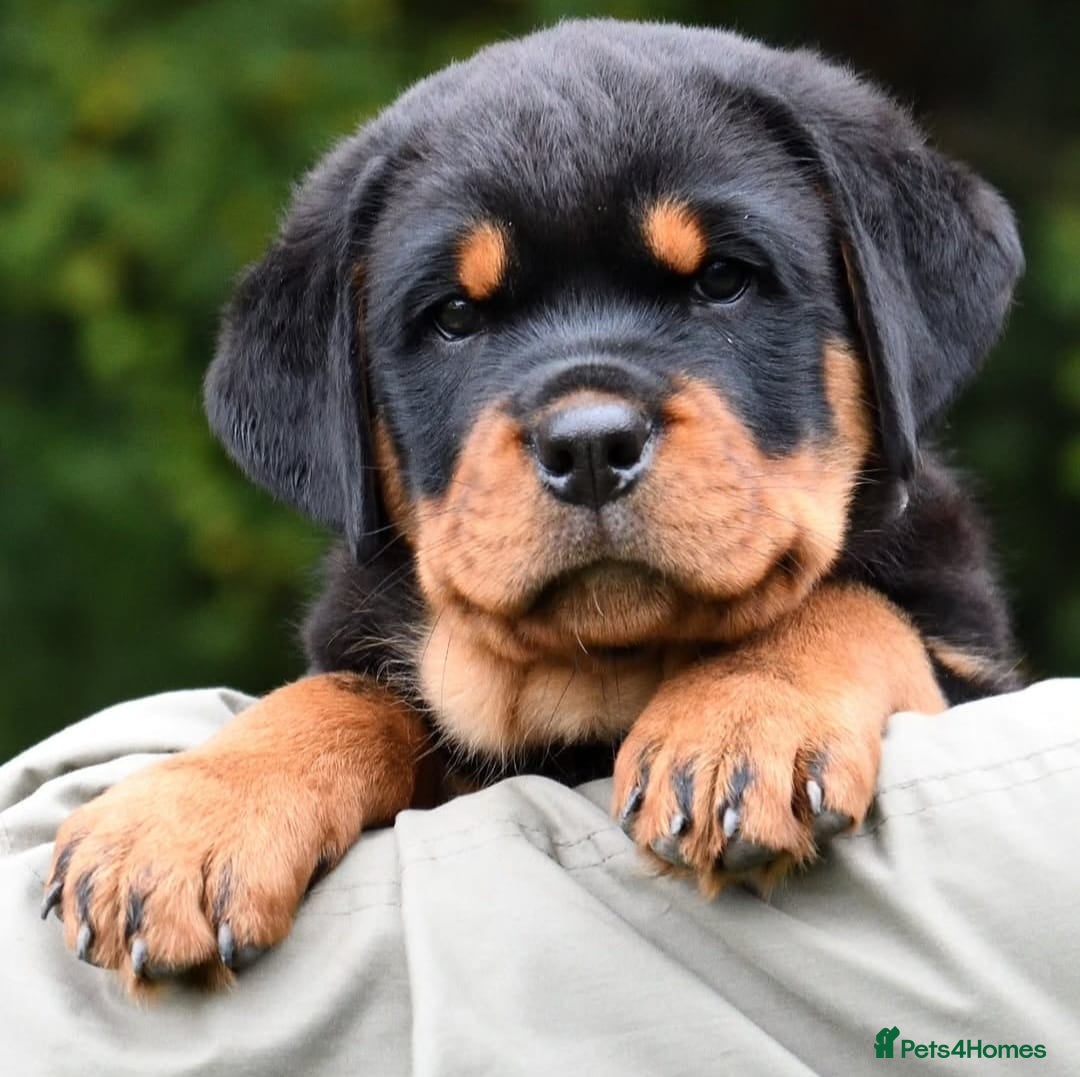 Rottweiler dogs for stud: Onex de Tierra Ibera now available for stud in Newark - Image 21