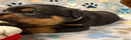 Rottweiler dogs for sale: ✨Big bone Pups for Sale Healthy & Ready to Go 🐶✨ in Skegness - Advert 10