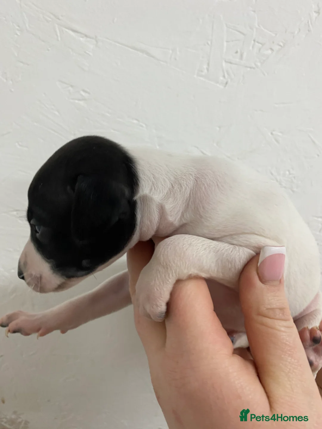 Italian Greyhound dogs for sale: Beautiful Italian Greyhound Puppies - Advert 3