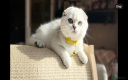 Scottish Fold cats for sale: Beautiful TICA Registered Scottish Girl Kittens - Image 9