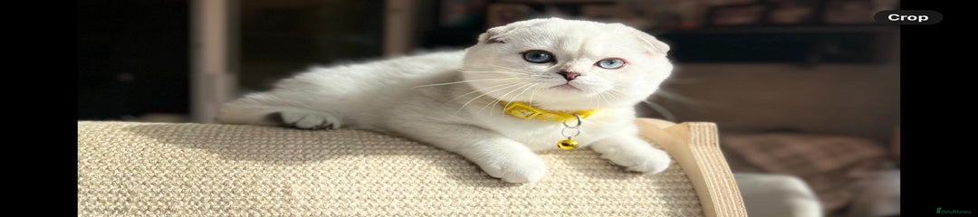 Scottish Fold Girl Kitten