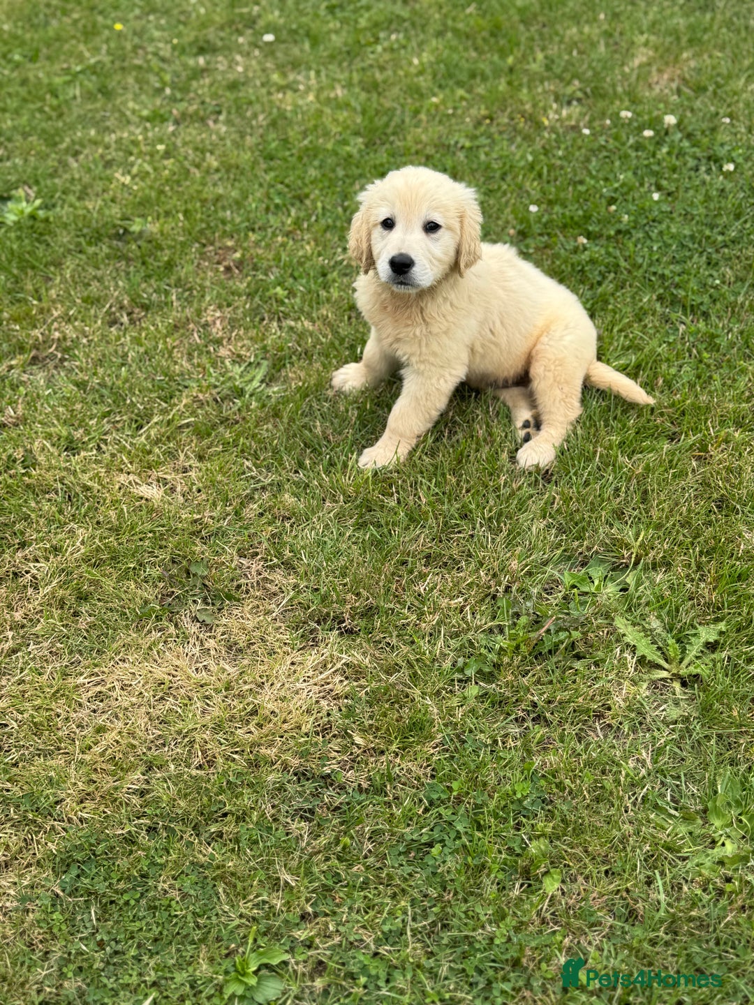Golden Retriever dogs for sale: Healthy well socialised calm KC puppies - Image 12